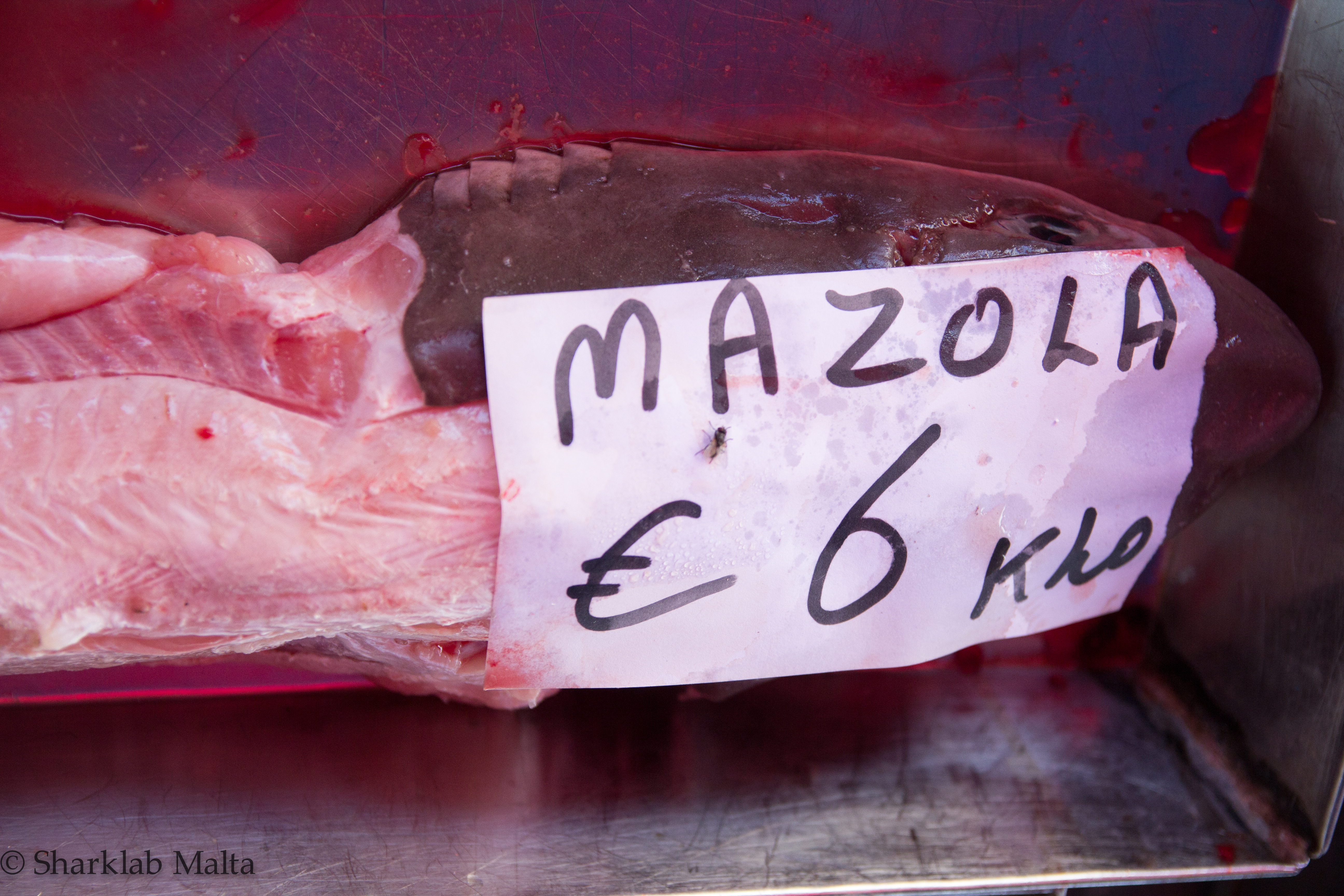 Generica denominazione in maltese