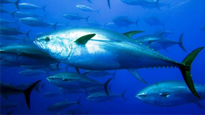 Clima, nel Mediterraneo a rischio la metà delle specie chiave
