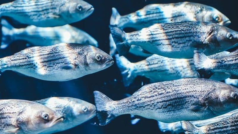 Riserve ittiche ai minimi. La mossa salva-oceani è il taglio dei sussidi alla pesca