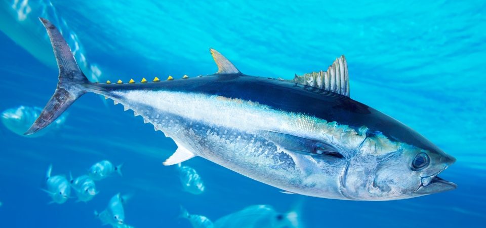 Ma i pesci che ancora abboccano… stanno in mare o sono dei bipedi a terra?