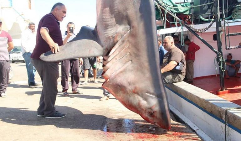 Squalo bianco, perché la psicosi per presenza del predatore è infondata
