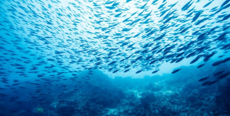 Il Pesce che Mangiamo