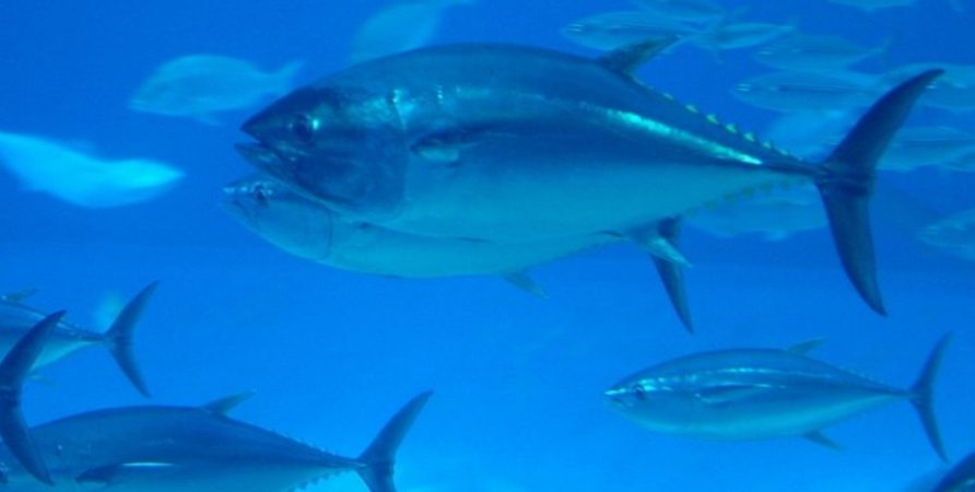 Bando alla prudenza: aumentano del 20% le quote di pesca del tonno rosso