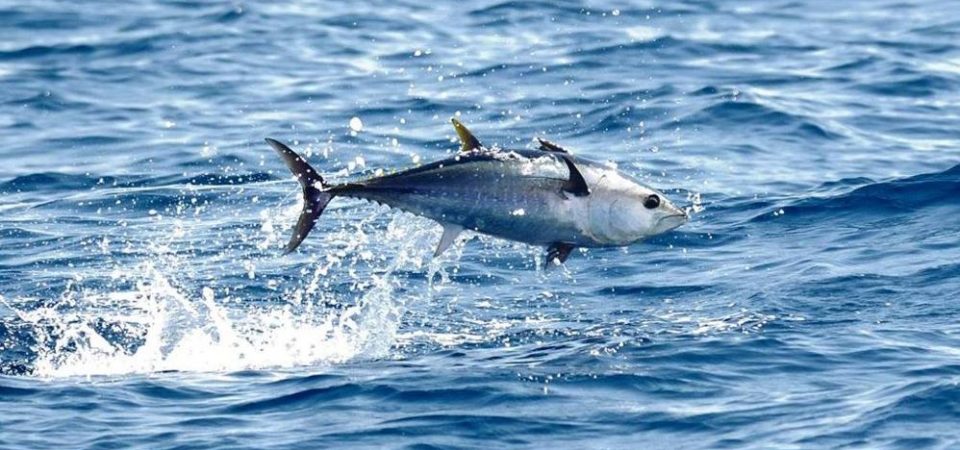 L’Isola di Malta un emblema polivalente nel Mar Mediterraneo