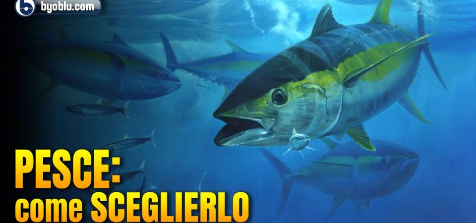 Video PESCE: COME SCEGLIERLO (se non puoi farne a meno)