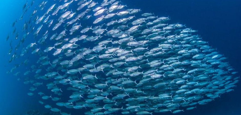 Pescatori Custodi