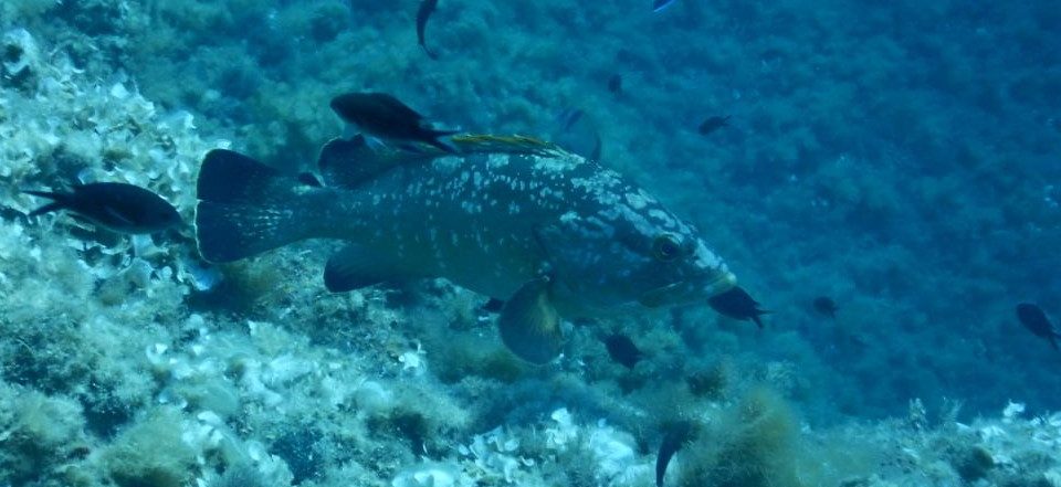 AGOSTO PESCE MIO NON TI CONOSCO