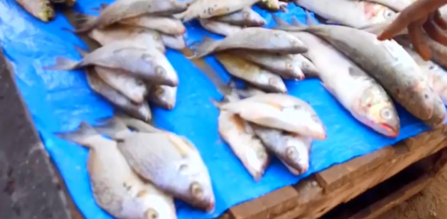 Indovina chi viene a cena – Video