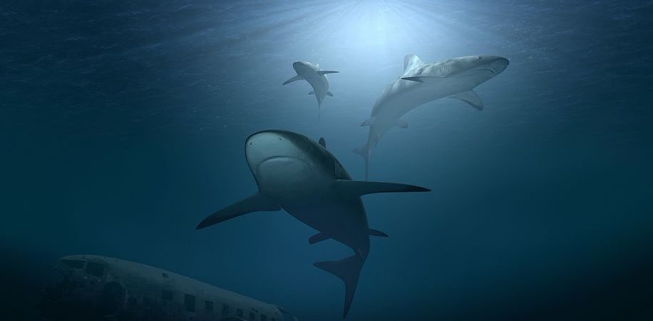 Ocean protection – from diagnosis to focus on solutions