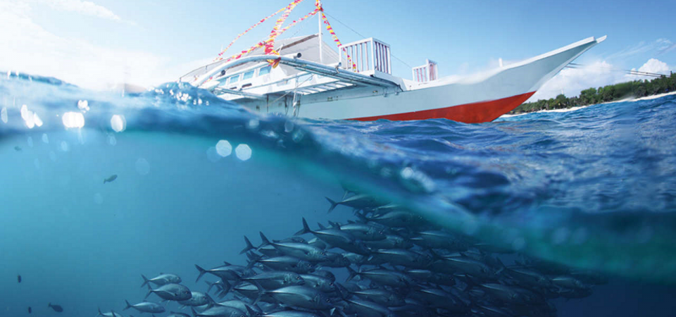 Bluefoodgreenfuture.com si è trasformato in una zuppa di pesce di notizie ?
